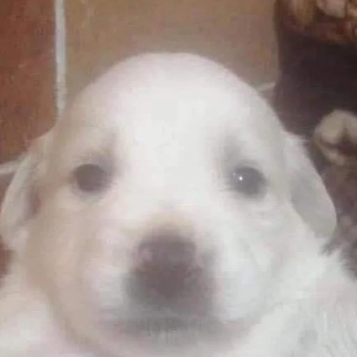 Стикер пздц - 11