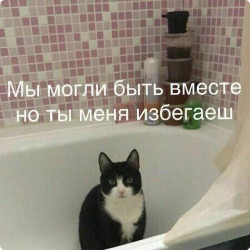 кошка животное комнатный