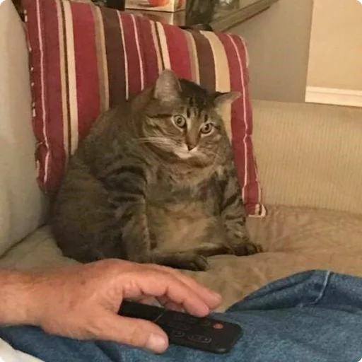 small to medium-sized cats indoor felidae