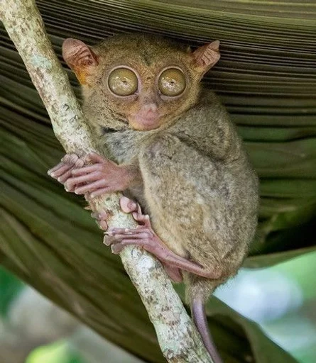 животное млекопитающее долгопят