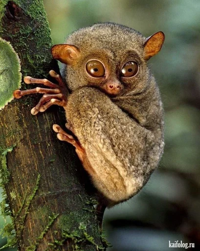 животное млекопитающее примат