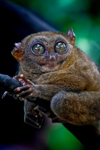 долгопяты :: @fStikBot - животное