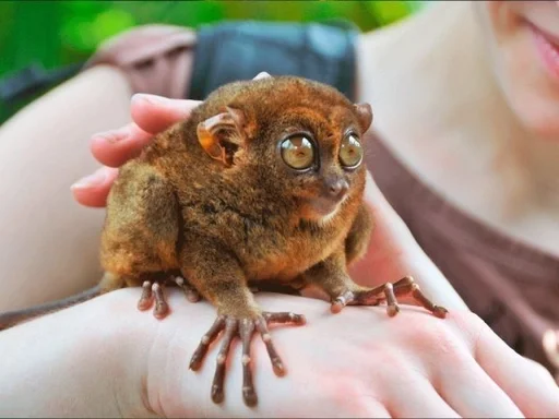 Человек владение