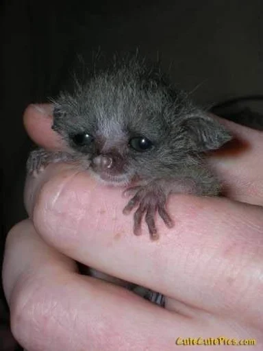 млекопитающее животное лемур