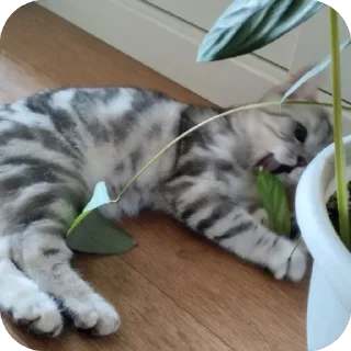 Sticker Моти ➡️ @EmojiRuBot - 2