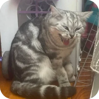 Sticker Моти ➡️ @EmojiRuBot - 1