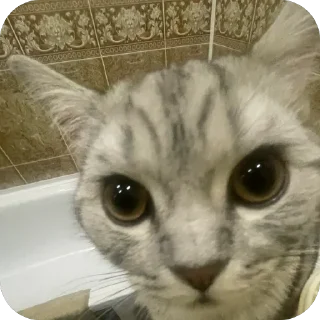 Sticker Моти ➡️ @EmojiRuBot - 3