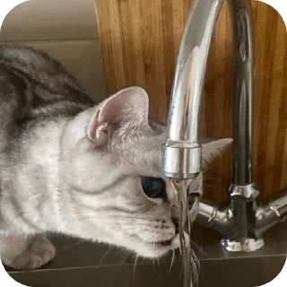 Sticker Моти ➡️ @EmojiRuBot - 7