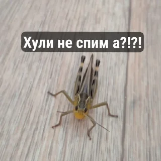 Sticker Нура ➡️ @Ctikerubot - 8