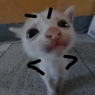 Sticker Мемные котяры ➡️ @Ctikerubot - 4