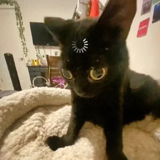 Sticker Мемные котяры ➡️ @Ctikerubot - 6