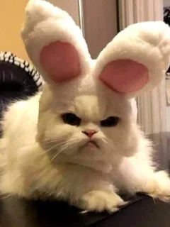 Sticker Мемные котяры ➡️ @Ctikerubot - 0