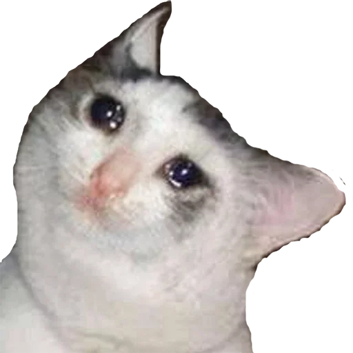 Плачущие Котейки - small to medium-sized cats