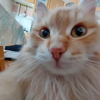 Стикер подсосы плазмича тред - 3