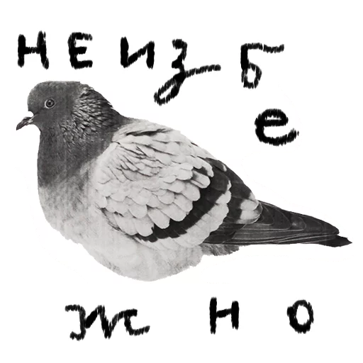 животное голубь СМС