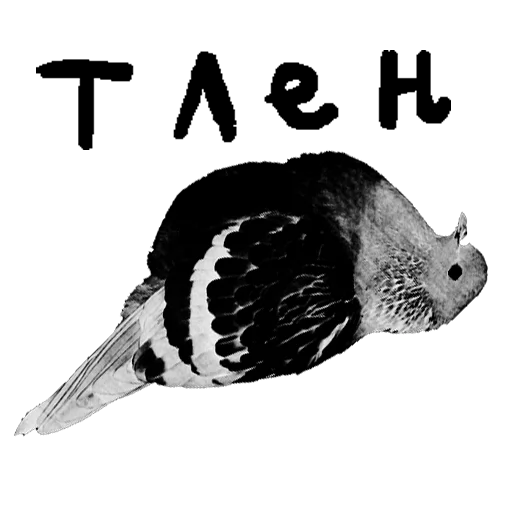 животное черно-белый птица