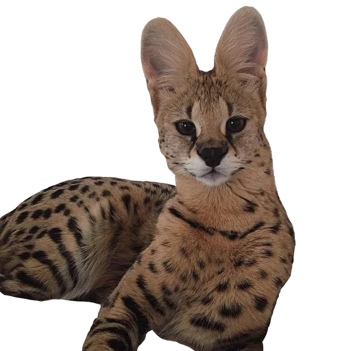 animal mammal serval