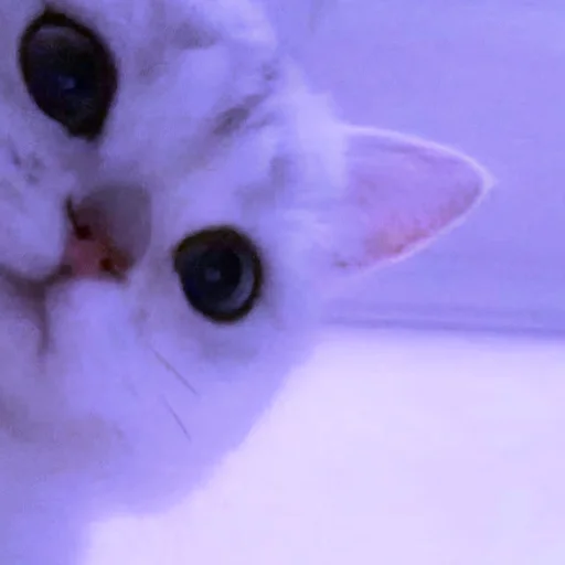 𝖆𝖚𝖙𝖍𝖔𝖗 @plushhhhhhhhh - cat