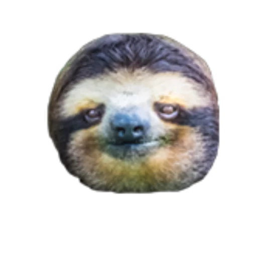 mammal animal sloth