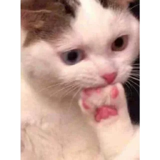 Стикер почти договорила (@s_paretskaya) - 7