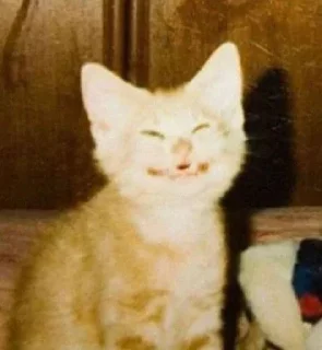 Стикер почти договорила (@s_paretskaya) - 8