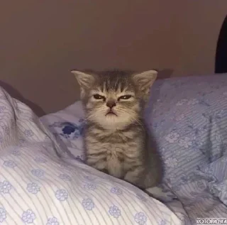 Стикер почти договорила (@s_paretskaya) - 4