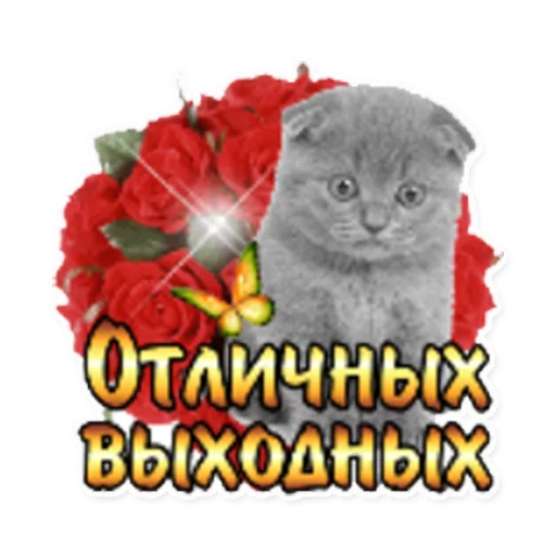 кошки малого и среднего размера цветок кошка