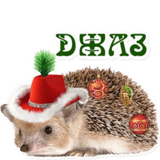 млекопитающее ёж животное