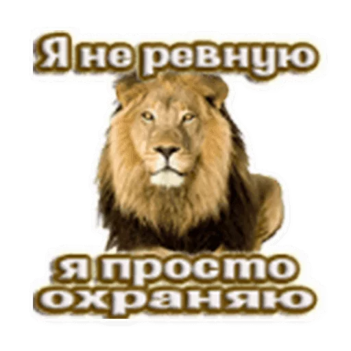 animal big cat mammal