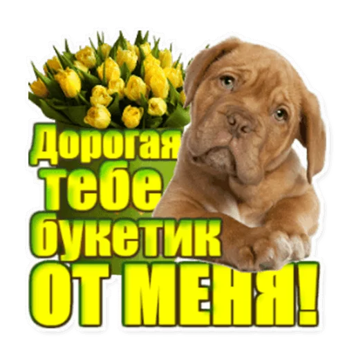 dog breed dog animal