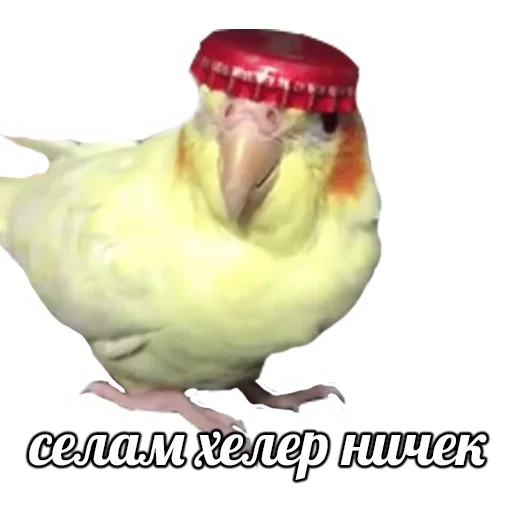 Стикер ПОДБОРКА МЕМОВ part 7 - 8