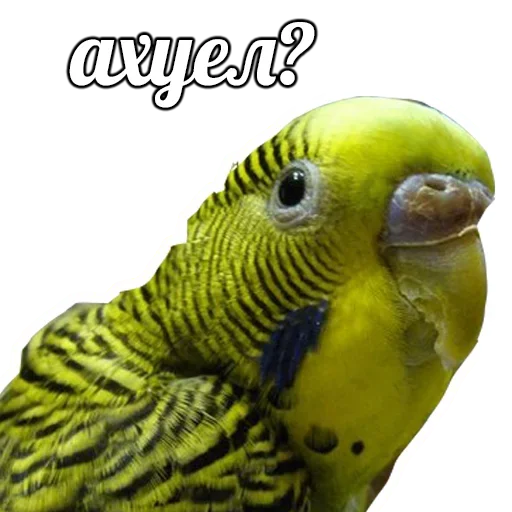 Стикер ПОДБОРКА МЕМОВ part 7 - 1