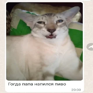 Sticker 𝙑𝙎𝙀 𝙐 𝙉𝘼𝙎 𝙑 𝙋𝙊𝙍𝙔𝘼𝘿𝙆𝙀 - 4