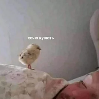 Стикер собака-подозревака - 10