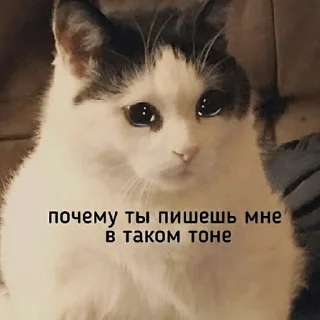 Стикер собака-подозревака - 4