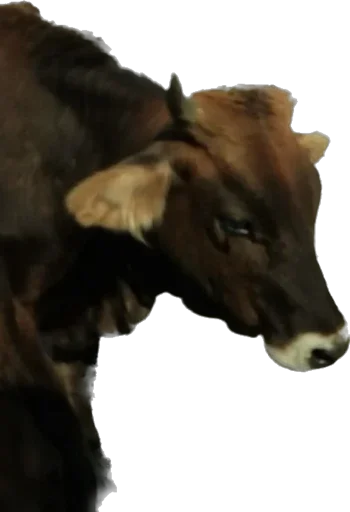 Sticker podsvinki1960 - 1