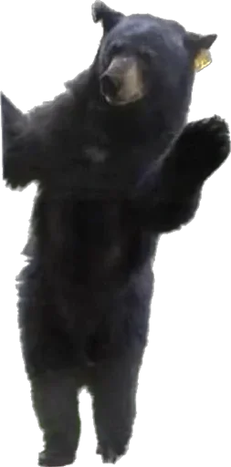 Sticker podsvinki1960 - 1