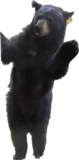 Sticker who the fuck is this fifth one? - 5