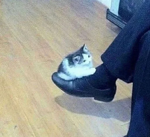 floor indoor small to medium-sized cats