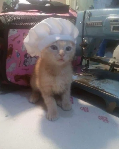 indoor small to medium-sized cats felidae