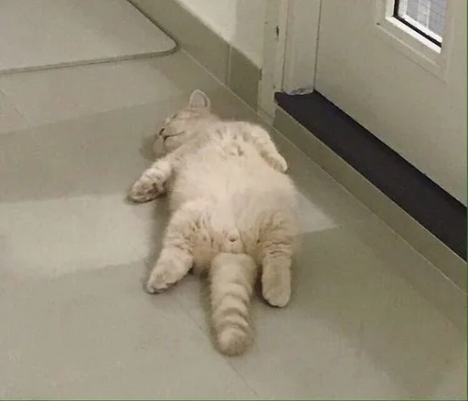 animal indoor mammal