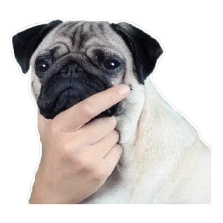 Стикер Покеж Жопу - 6