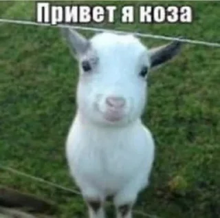 Стикер Белая вечеринка - 8