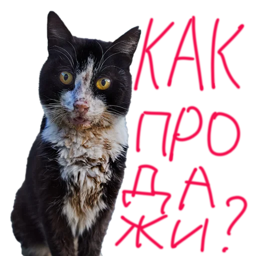 Вова нахуярил стикер - 