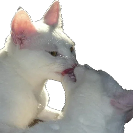 Стикер polynomee - 1