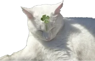 Стикер ⋆˙⟡ nomuas ⟡˙⋆ @jenomuas - 0