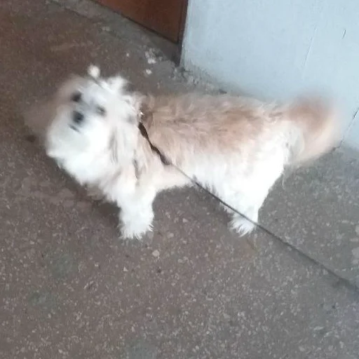 dog breed animal pet