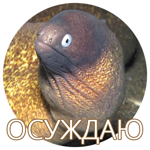 понаходил - animal