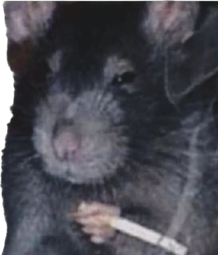 Sticker ponimeow - 1