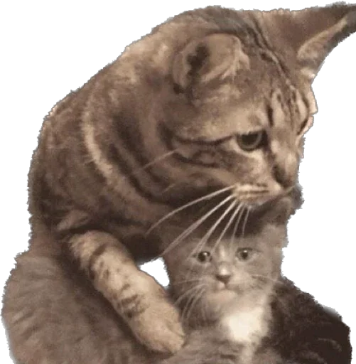 Sticker ponimeow - 1